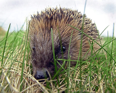 How you could help save species as Ullapool becomes a haven for homeless hedgehogs