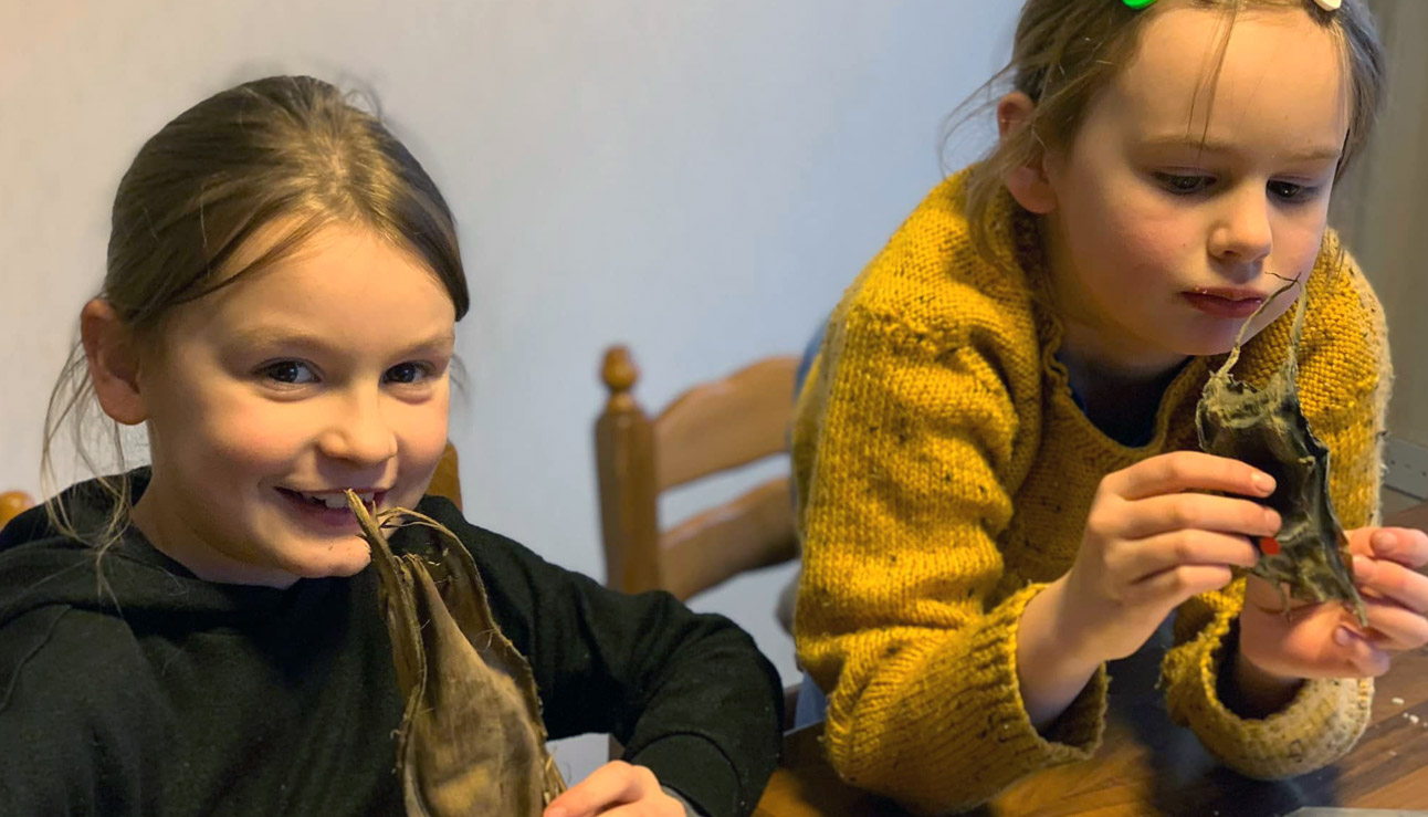 Blue starfish learning about egg cases 