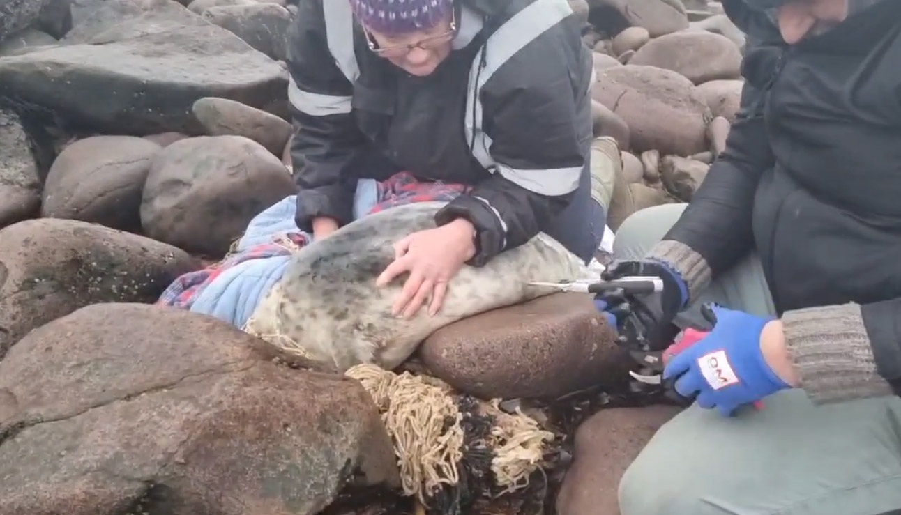 A very lucky seal pup was rescued this morning by Barbara