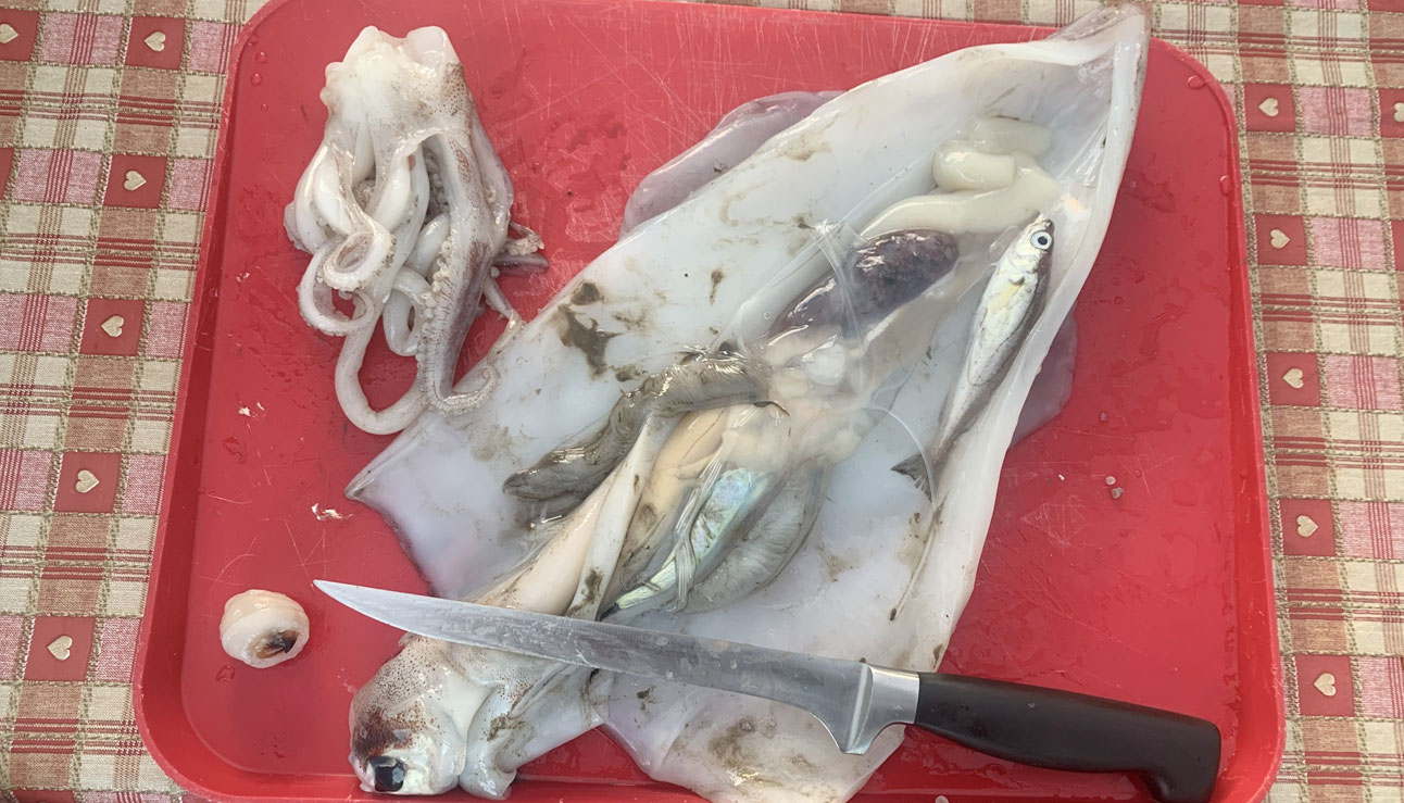 Next Wave Pod dissecting a squid 